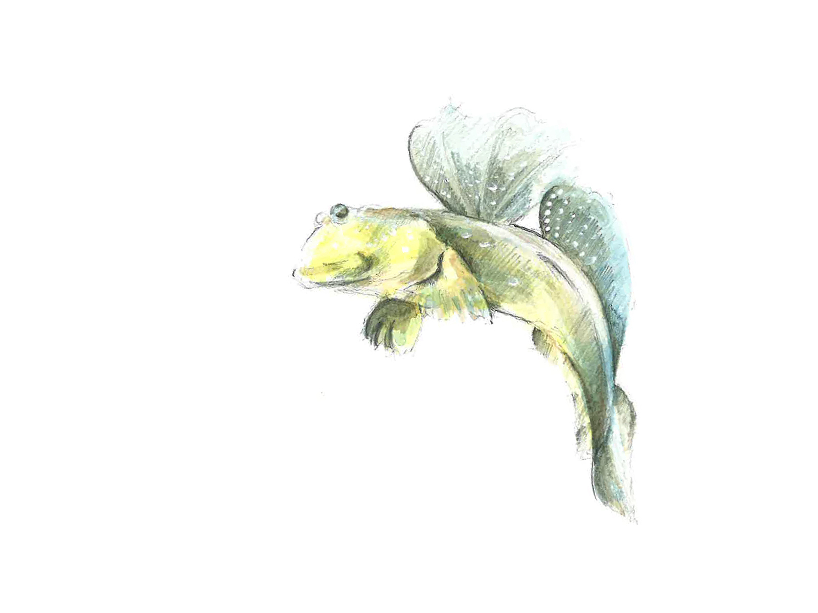 挿絵｜透明水彩絵の具