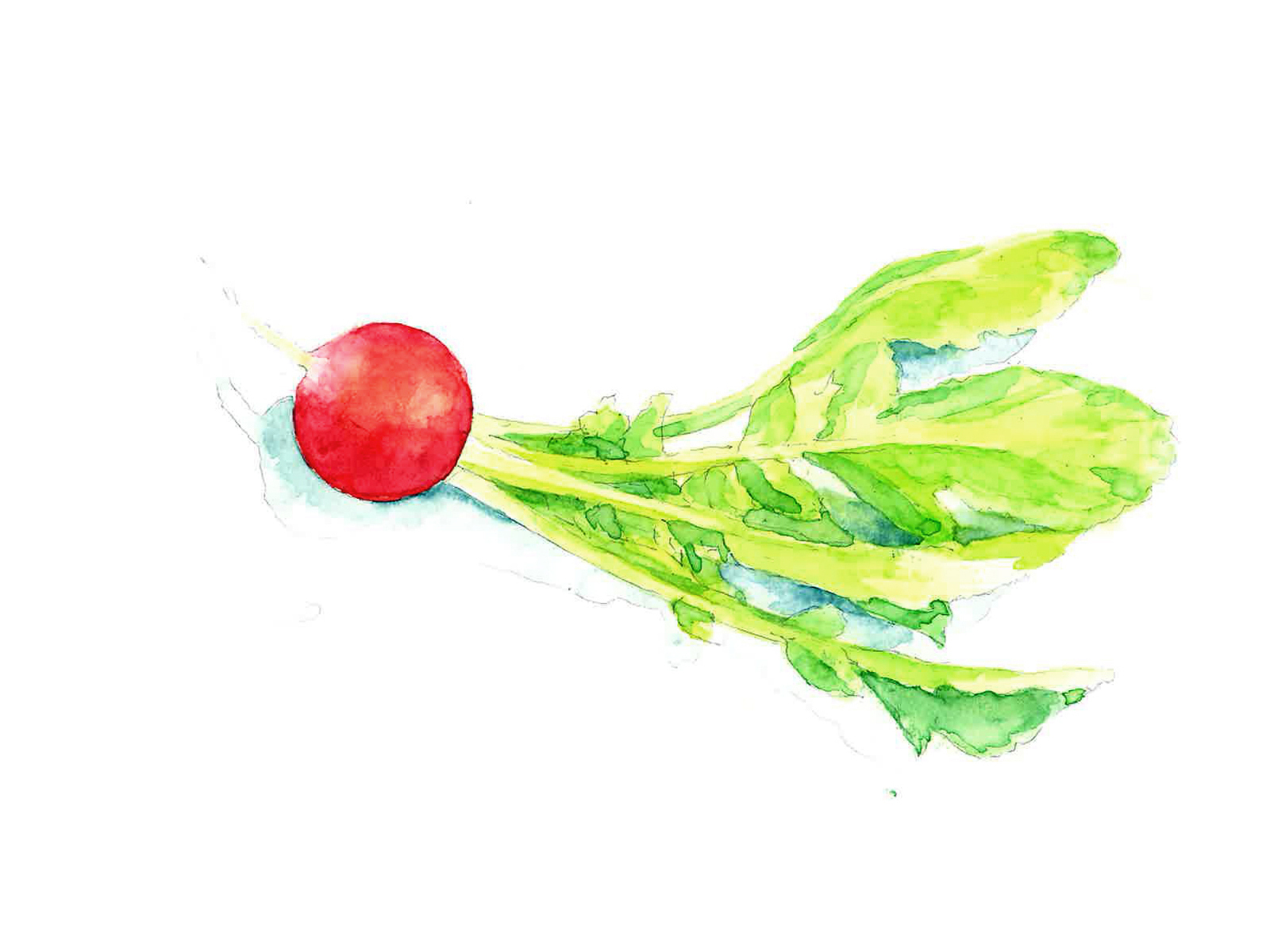 挿絵｜透明水彩絵の具