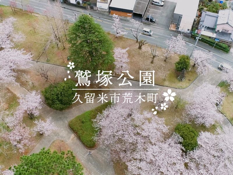 満開の桜が並ぶ公園を空から写した映像に「鷲塚公園 久留米市荒木町」の文字